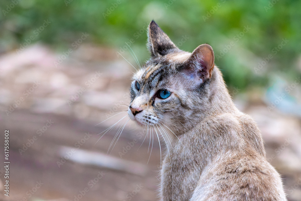 Naklejka premium cat