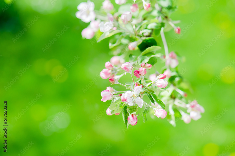 A branch of blossoming Apple trees in springtime, green background A branch of blossoming Apple trees in springtime, green background