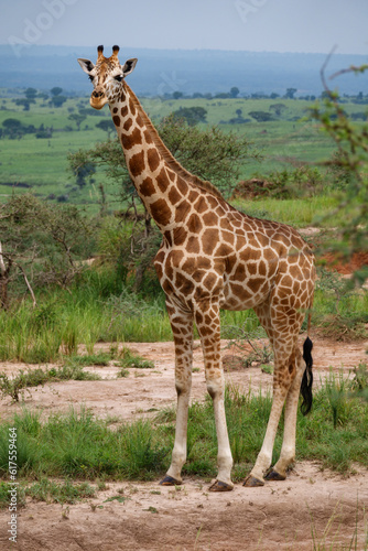 Long shot of single giraffe looking at camera in Murchison Park  Uganda