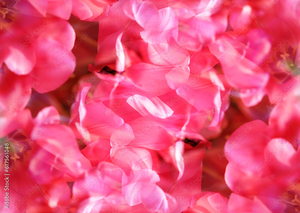 Obraz premium Background of beautiful bright pink spring tulips