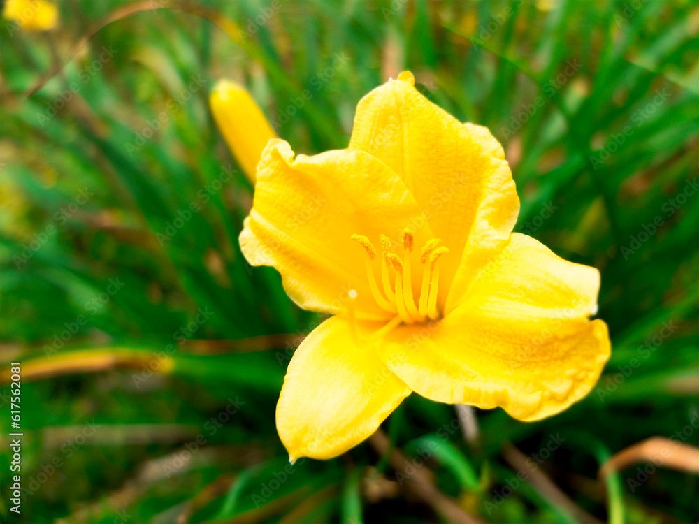 Fototapeta premium Yellow Flower With Floppy Pedals and CenterStems