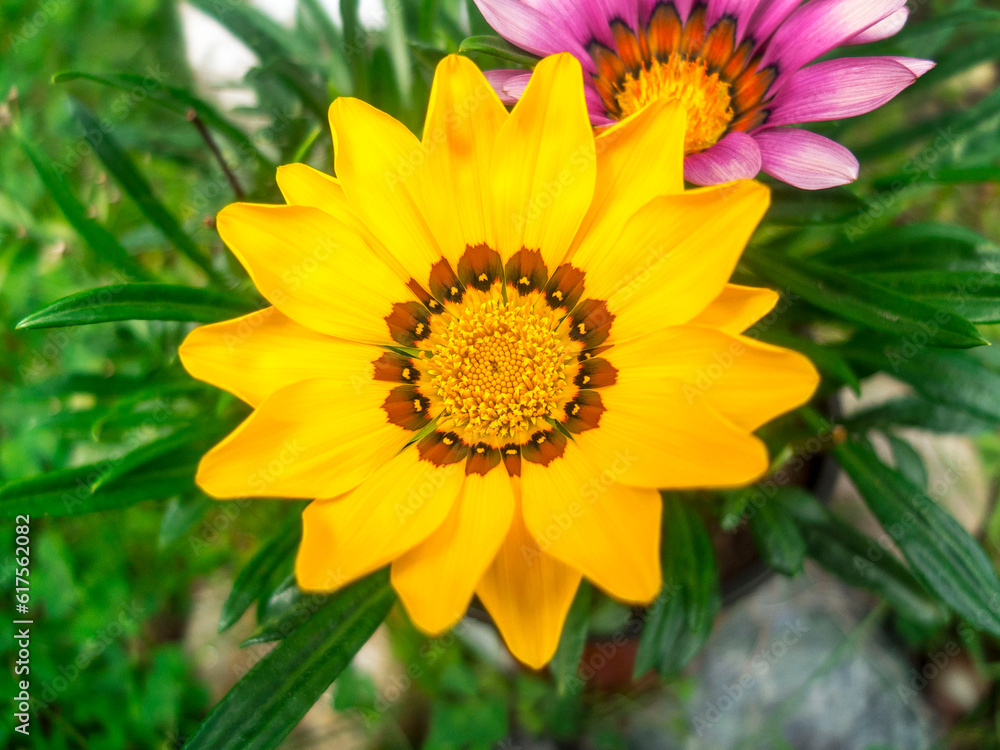 Yellow Flower with a Purple Flower In THe Backgorund Yellow Flower with a Purple Flower In THe Backgorund