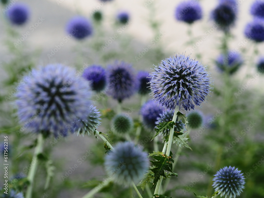 ルリタマアザミの花壇 ルリタマアザミの花壇