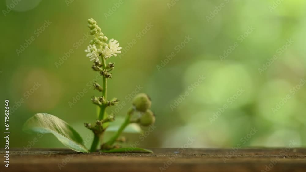 Thai croton flowers and green leaves on nature background. Thai croton flowers and green leaves on nature background.