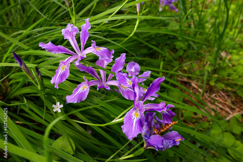 Remarkable Beauty of a Vibrant Purple Iris Tenax Flower in its Natural Wild Habitat. Toughleaf Iris or Oregon Iris is Native Plant of North America Blooming in Mid to Late Spring photo