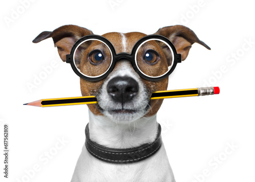 jack russell dog with pencil or pen in mouth  wearing nerd glasses for work as a boss or secretary , isolated on white background © Designpics