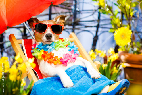 jack russell dog relaxing on a fancy red  hammock with sunglasses in summer or spring  vacation holidays  under umbrella on balcony at the terrace © Designpics