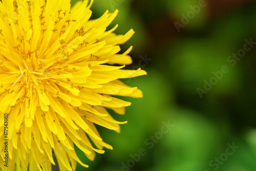 Yellow dandelions in the grass in the forest. Close-up. Spring photo.