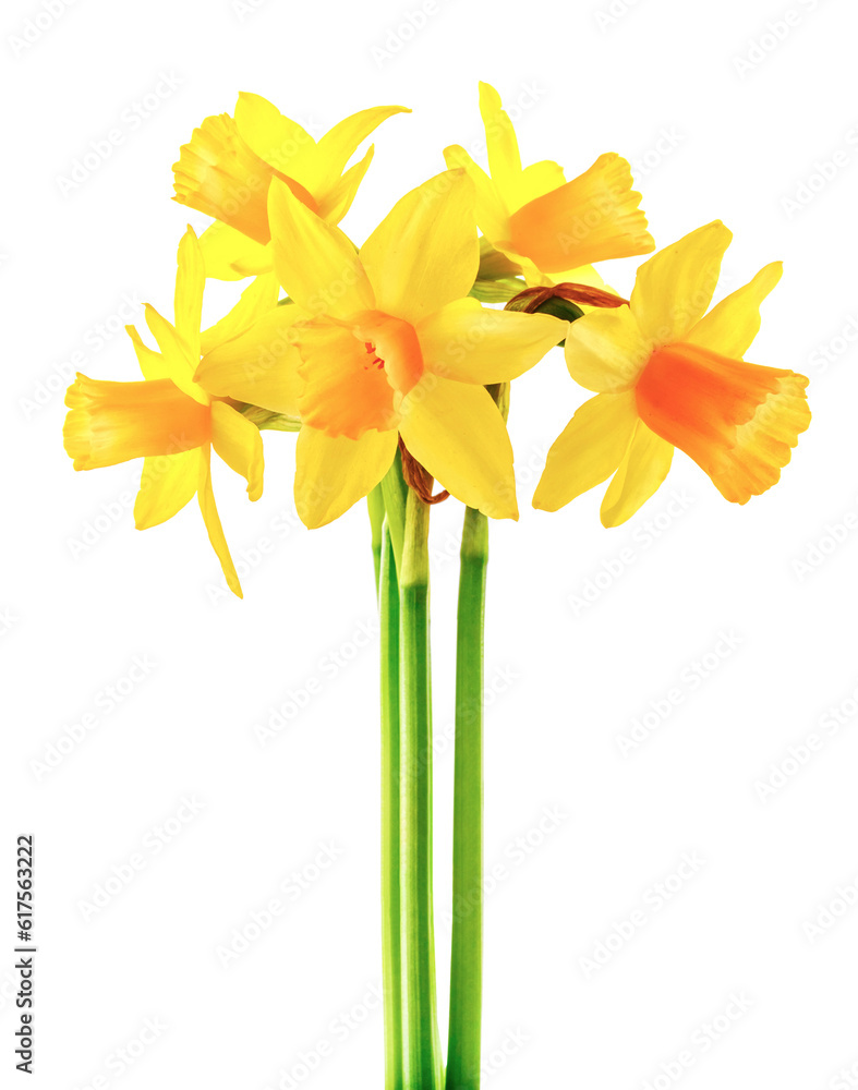 Obraz premium Spring flower narcissus yellow bouquet with green branch and flower-growing gerdening, isolated on white background.