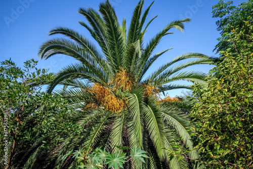 Palm tree in a tropical forest. Exotic landscape background