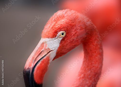 hoto of a beautiful portrait of a red flamingo in the park
