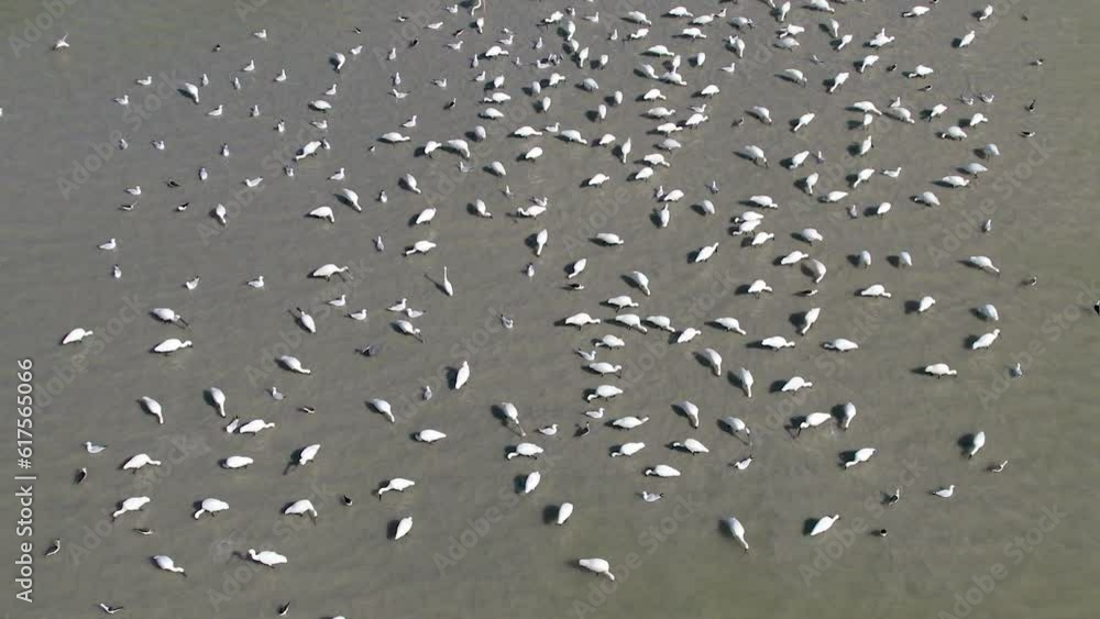 Drone view of birds feeding on fish in a salt water lake in Gujarat, India. Drone view of birds feeding on fish in a salt water lake in Gujarat, India.