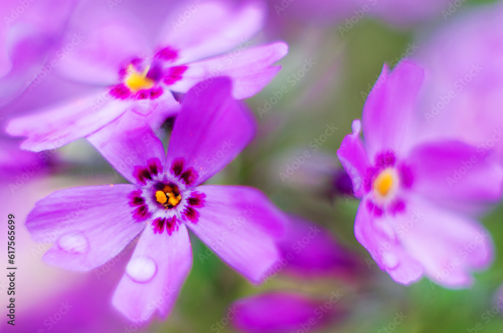 Fototapeta premium Little flowers blooming phlox pink with a soft color