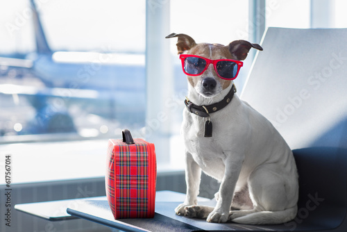 Fototapeta Naklejka Na Ścianę i Meble -  holiday vacation jack russell dog waiting in airport terminal ready to board the airplane or plane at the gate, luggage or bag to the side