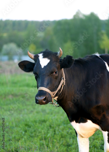Photo of a beautiful portrait of a young cow on a meadow in the evening