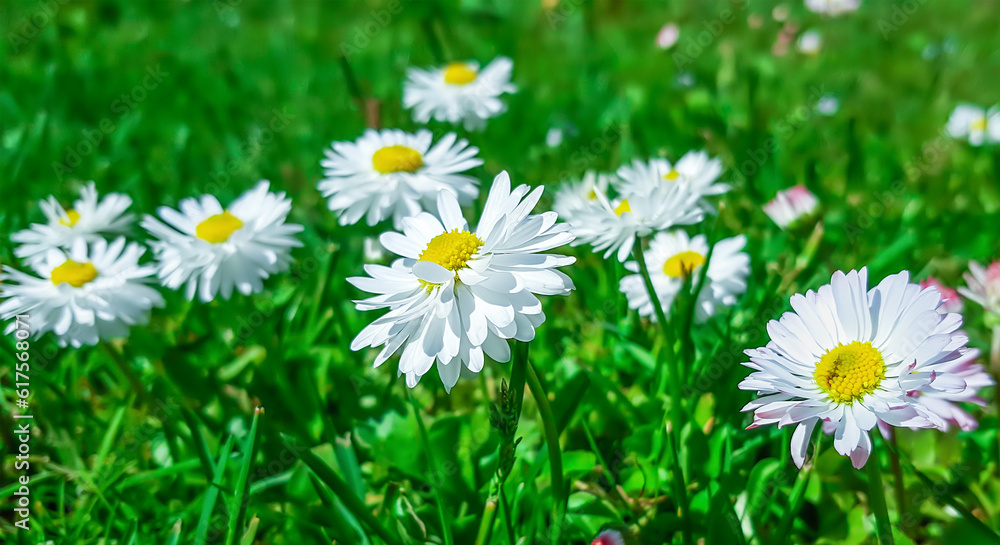 White daisies in green grass in the garden. White daisies in green grass in the garden.