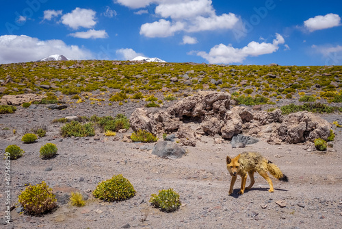 Red fox in Altiplano desert, sud Lipez reserva Eduardo Avaroa, Bolivia photo