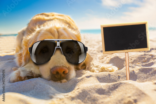 golden retriever dog relaxing, resting,or sleeping at the beach, for retirement or retired with a banner or placard to side © Designpics