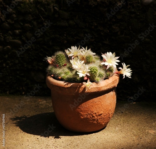 Cactus Rebutia Albiflora con fiori bianchi photo