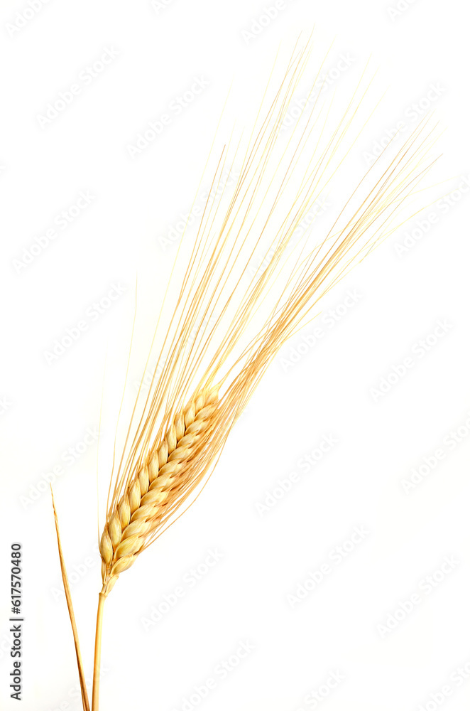 one Wheat ears isolated on white background