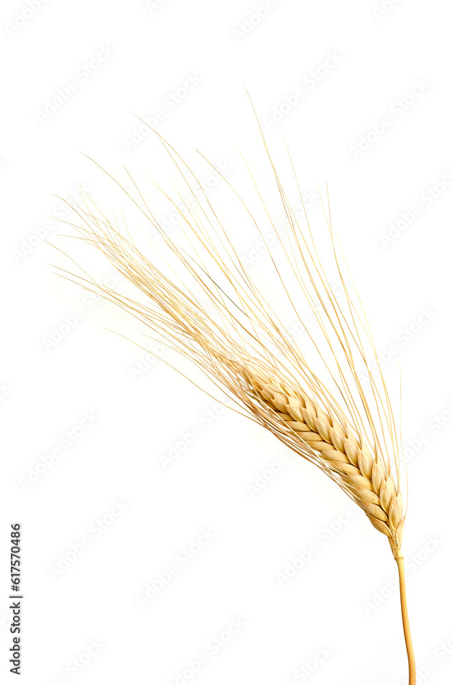 one Wheat ears isolated on white background one Wheat ears isolated on white background
