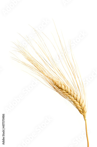 one Wheat ears isolated on white background