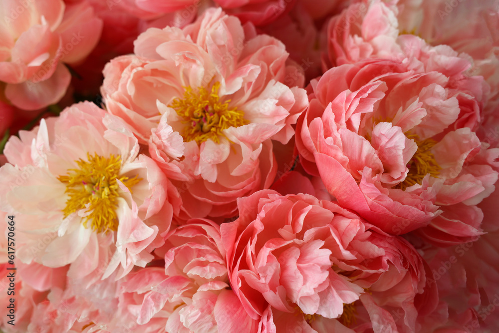 Beautiful pink peonies as background, closeup view