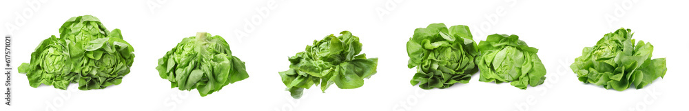 Set of fresh butterhead lettuce on white background, different views Set of fresh butterhead lettuce on white background, different views