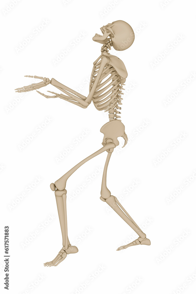 3d illustration of a human skeleton isolated on white background 3d illustration of a human skeleton isolated on white background