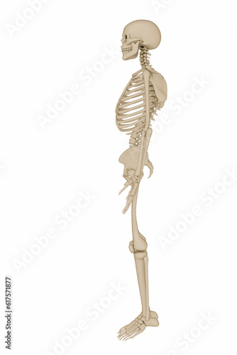 3d illustration of a human skeleton isolated on white background