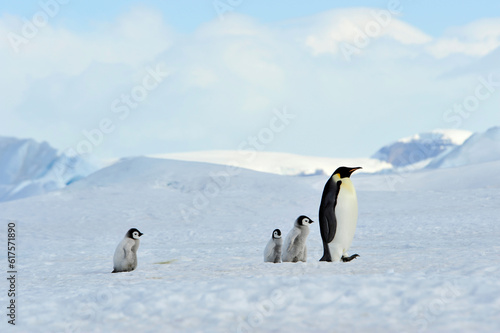 Emperor Penguins with chick Snow Hill in Antarctica