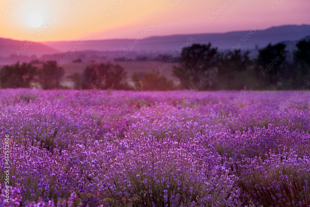 Obraz premium Plantation of lavender. Flowers of fragrant lavender closeup on a sunset background.