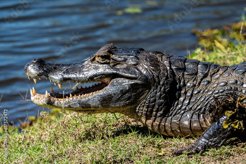 Caiman, also spelled cayman, any of several species of Central and South American reptiles that are related to alligators and are usually placed with them in the family Alligatoridae. 