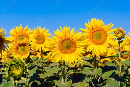a plant flower agriculture on eco sunflower