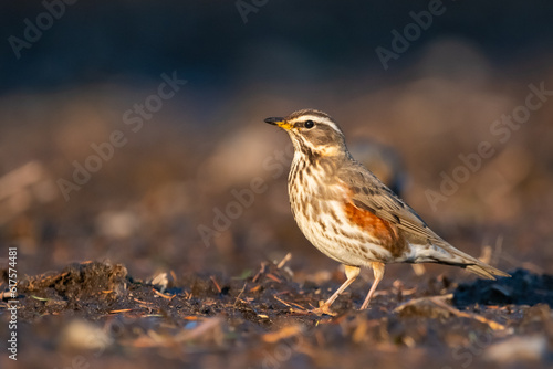 Fotografija Redwing