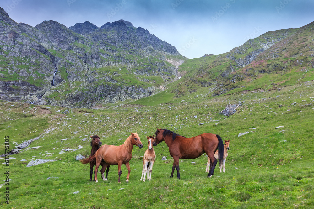 horses grazing in the mountain valley. Fagaras Mountain, Romania
