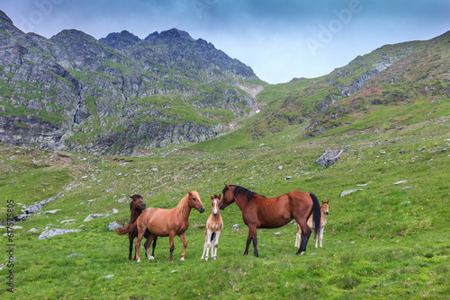 horses grazing in the mountain valley. Fagaras Mountain, Romania