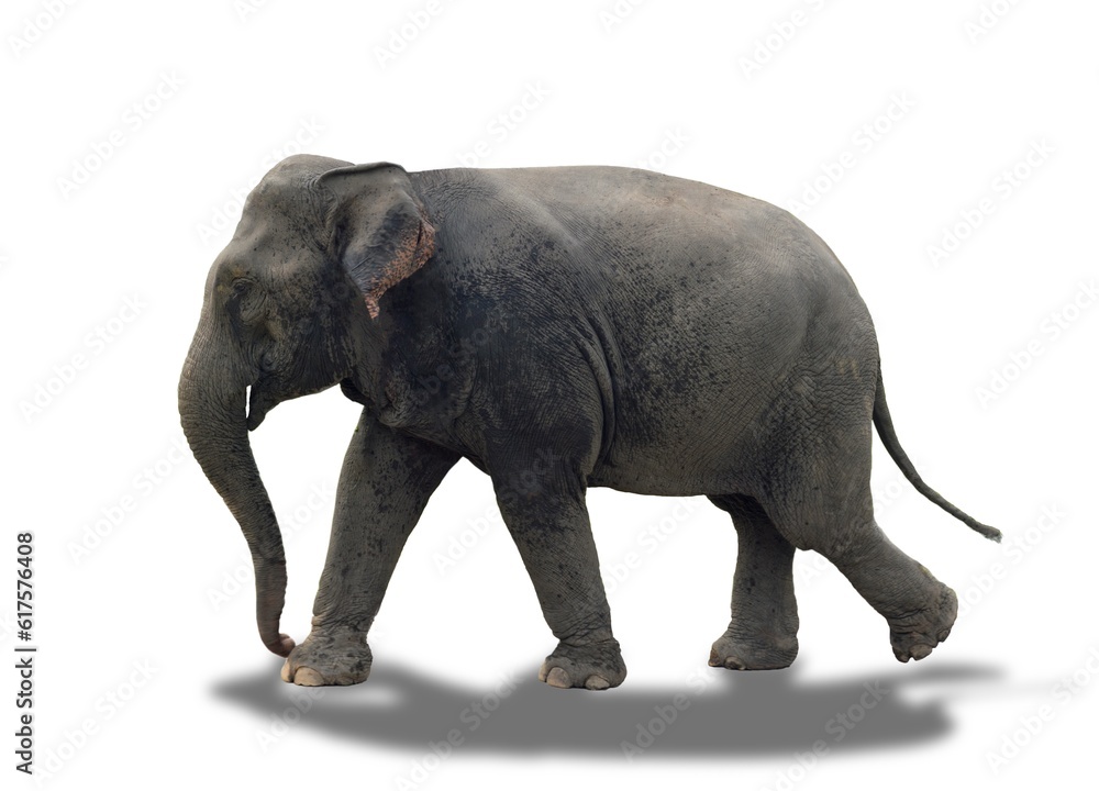 Obraz premium elephant isolated on white
