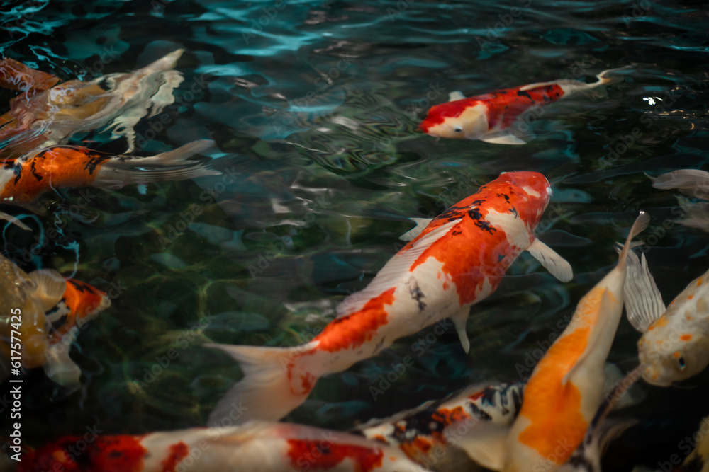 Beautiful koi fish. Colorful fancy carp fish on pond fish. Koi fish under water. Overhead view of koi carps swimming in pond. Image of beautiful fish. Beautiful koi fish. Colorful fancy carp fish on pond fish. Koi fish under water. Overhead view of koi carps swimming in pond. Image of beautiful fish.