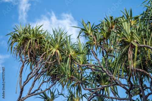 Green and Brown Pandanus Tree Under Blue Sky.