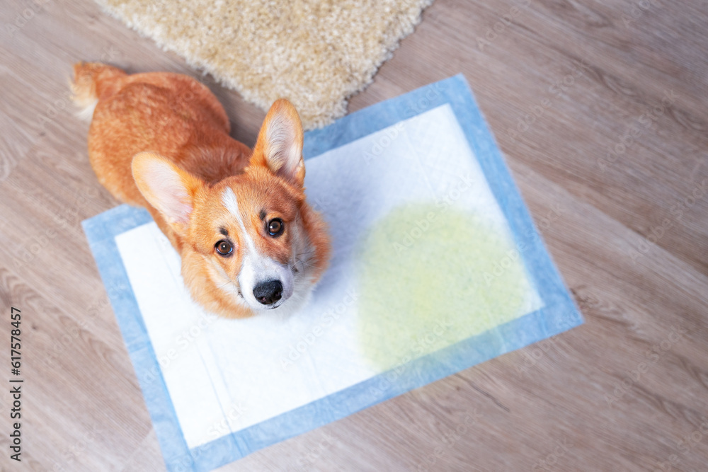 Dog sits on disposable a diaper with a stain from urine looks