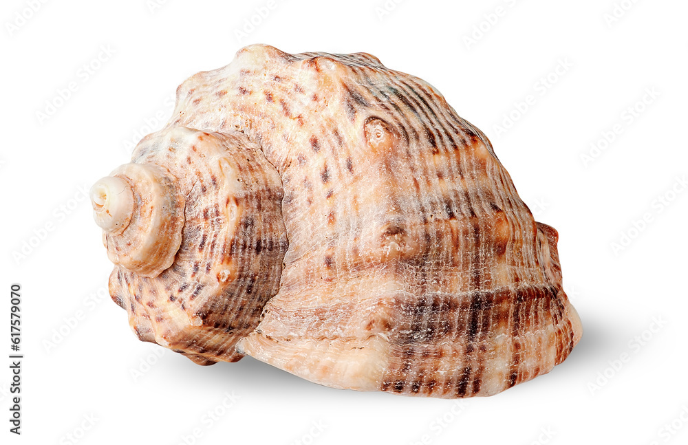 Seashell rapana side view rotated isolated on white background