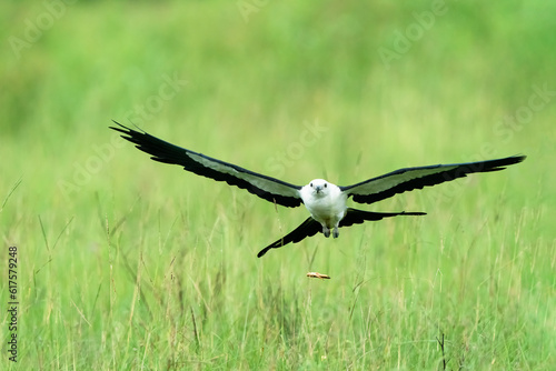 Swallow tailed Kite