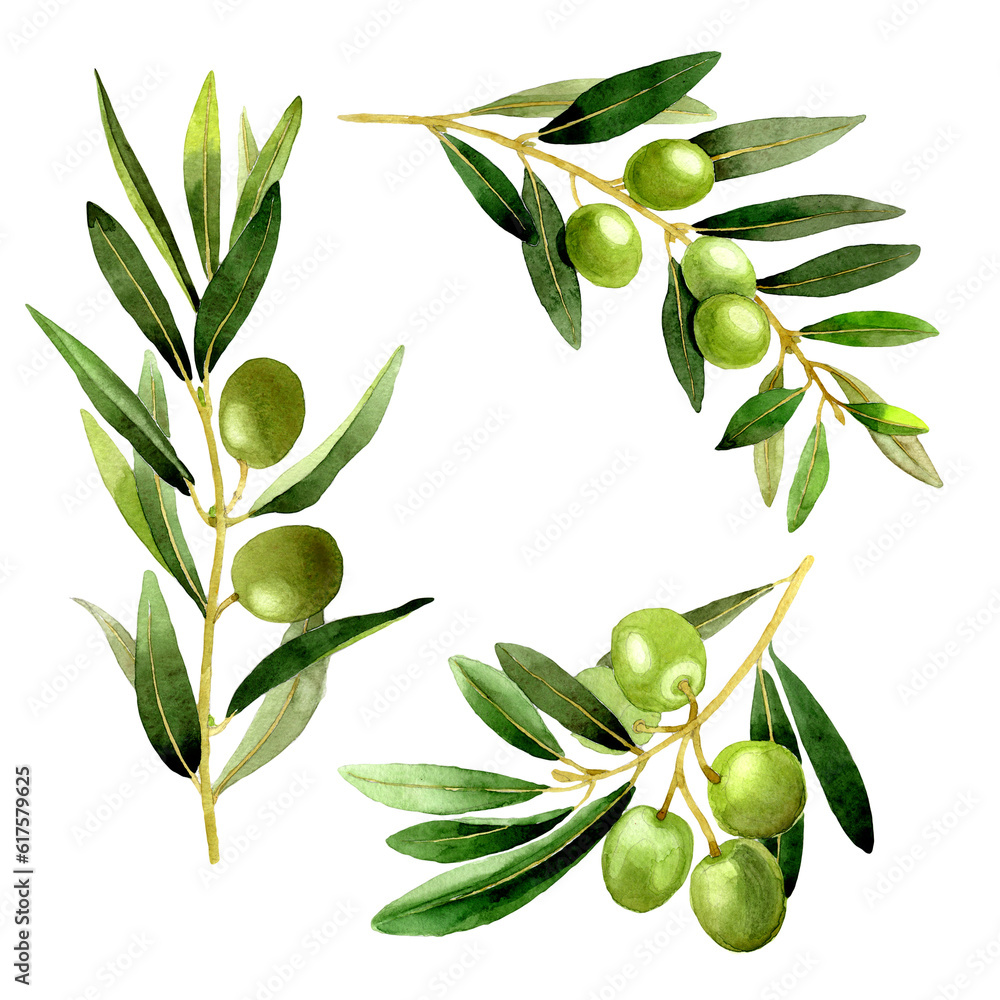 Olive tree in a watercolor style isolated. Full name of the plant: Branches of an olive tree. Aquarelle olive tree for background, texture, wrapper pattern, frame or border. Olive tree in a watercolor style isolated. Full name of the plant: Branches of an olive tree. Aquarelle olive tree for background, texture, wrapper pattern, frame or border.