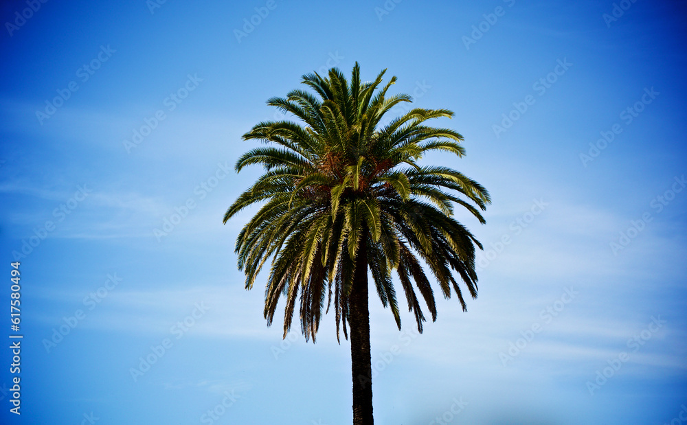 Beauty Single Palm Tree against Blue Cloudy Sky in Summer Day Outdoors