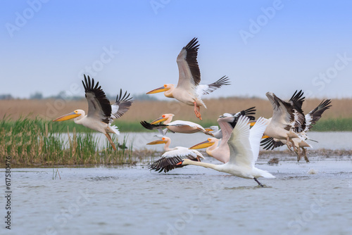 Fotografi white pelicans (pelecanus onocrotalus) in Danube Delta, Romania