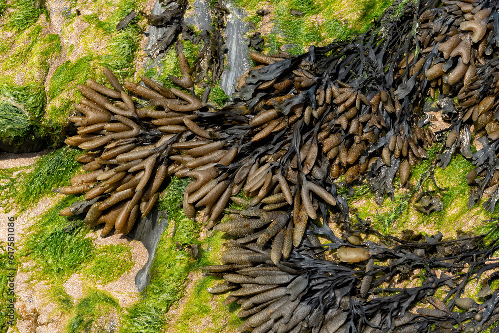Gutweed (light green) and Spiral wrack (brown) Gutweed (light green) and Spiral wrack (brown)