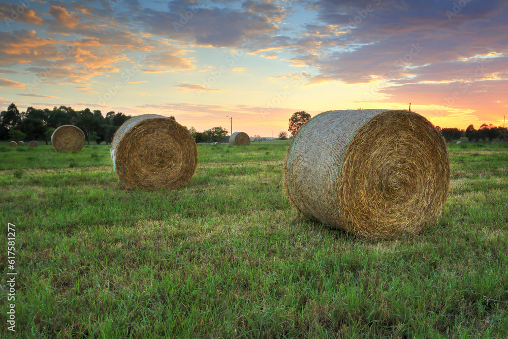 Hay bales in the fields with dewy wet grass and a pretty sunrise sky behind.  Location - Hawkesbury
