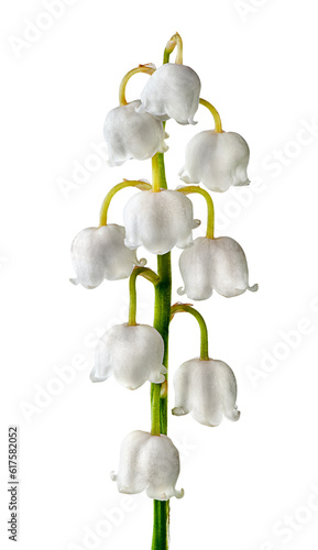 Closeuup inflorescence lily of the valley isolated on white background photo