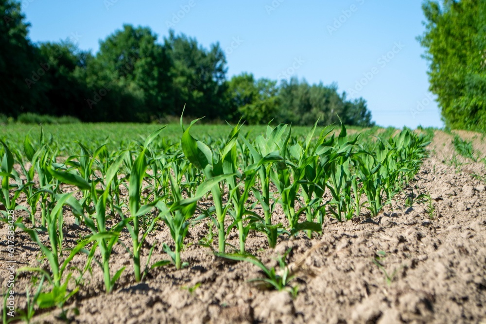 fields planted with corn. green corn sprouts in a field at a ranch fields planted with corn. green corn sprouts in a field at a ranch